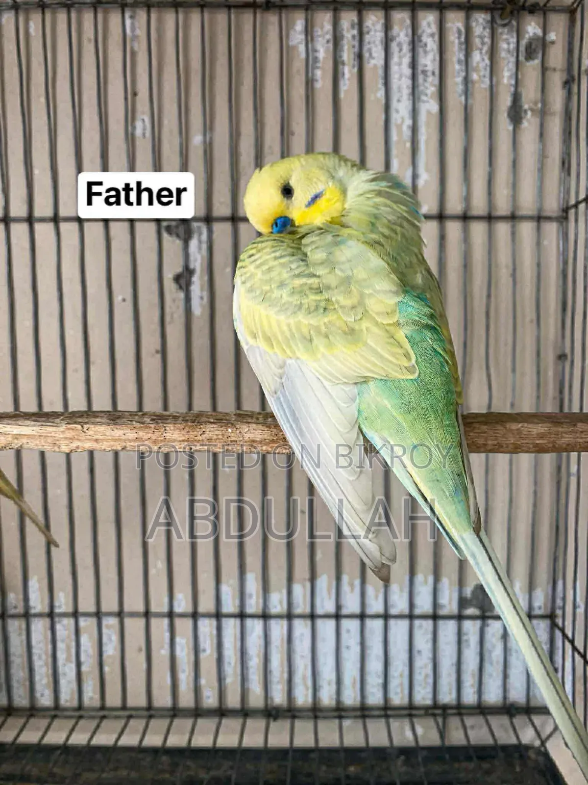 Master Pair Budgerigar