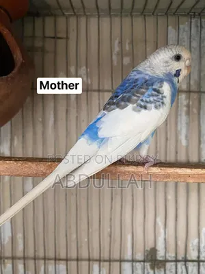 Master Pair Budgerigar