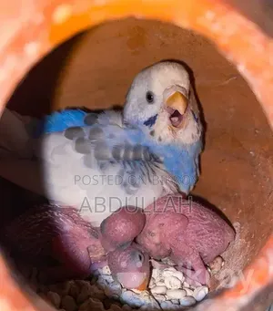 Master Pair Budgerigar