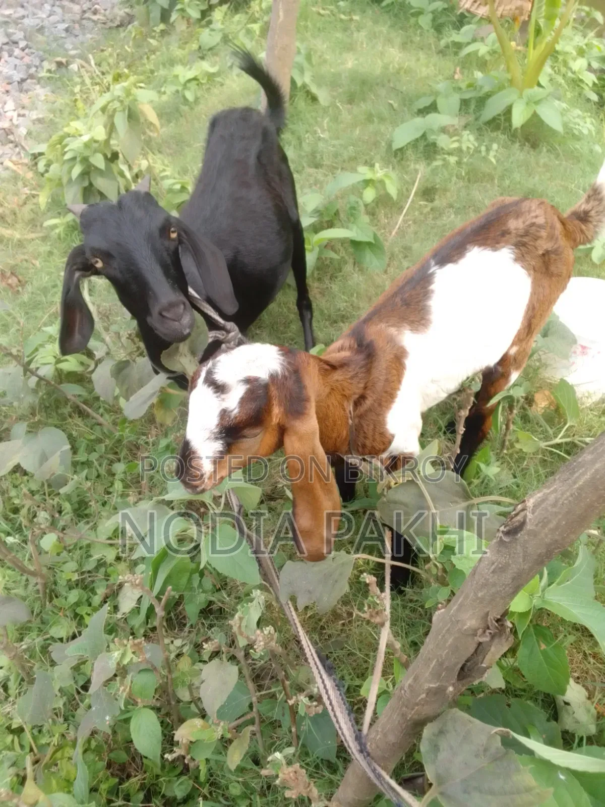 Pet Goat For Sale Deshi Black Bengal