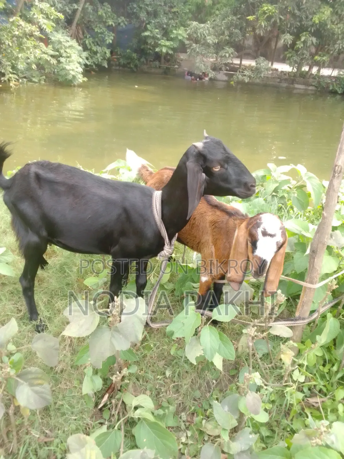 Pet Goat For Sale Deshi Black Bengal