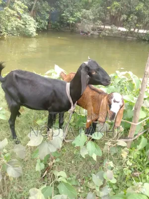 Pet Goat For Sale Deshi Black Bengal