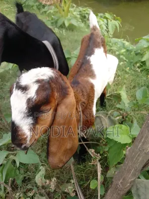 Pet Goat For Sale Deshi Black Bengal