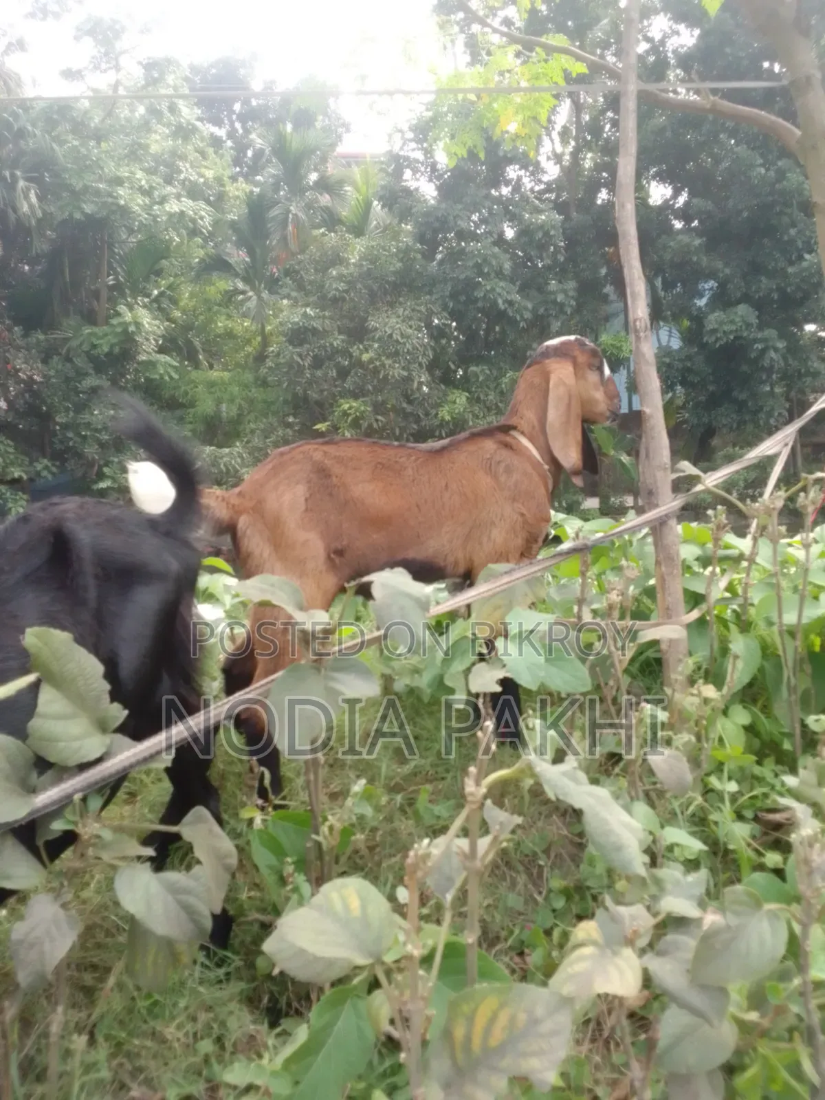 Pet Goat For Sale Deshi Black Bengal