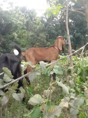 Pet Goat For Sale Deshi Black Bengal