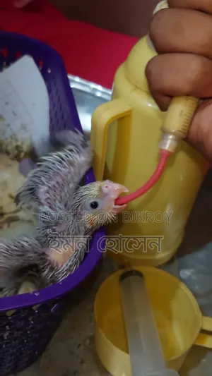 Cockatiel Tame Size Baby