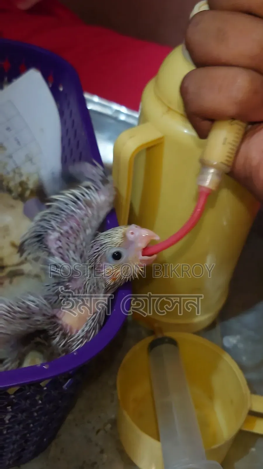 Cockatiel Tame Size Baby