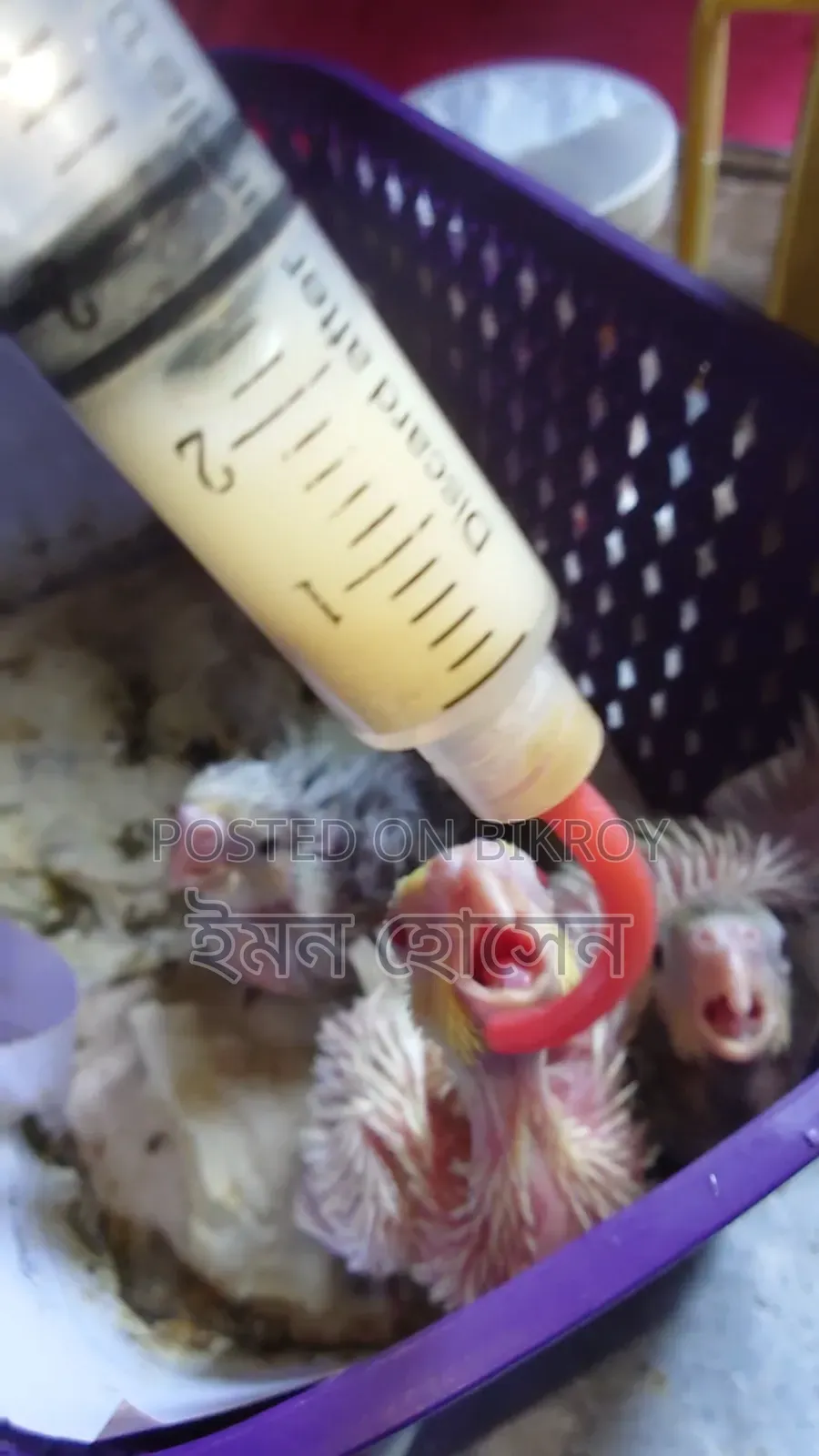 Cockatiel Tame Size Baby