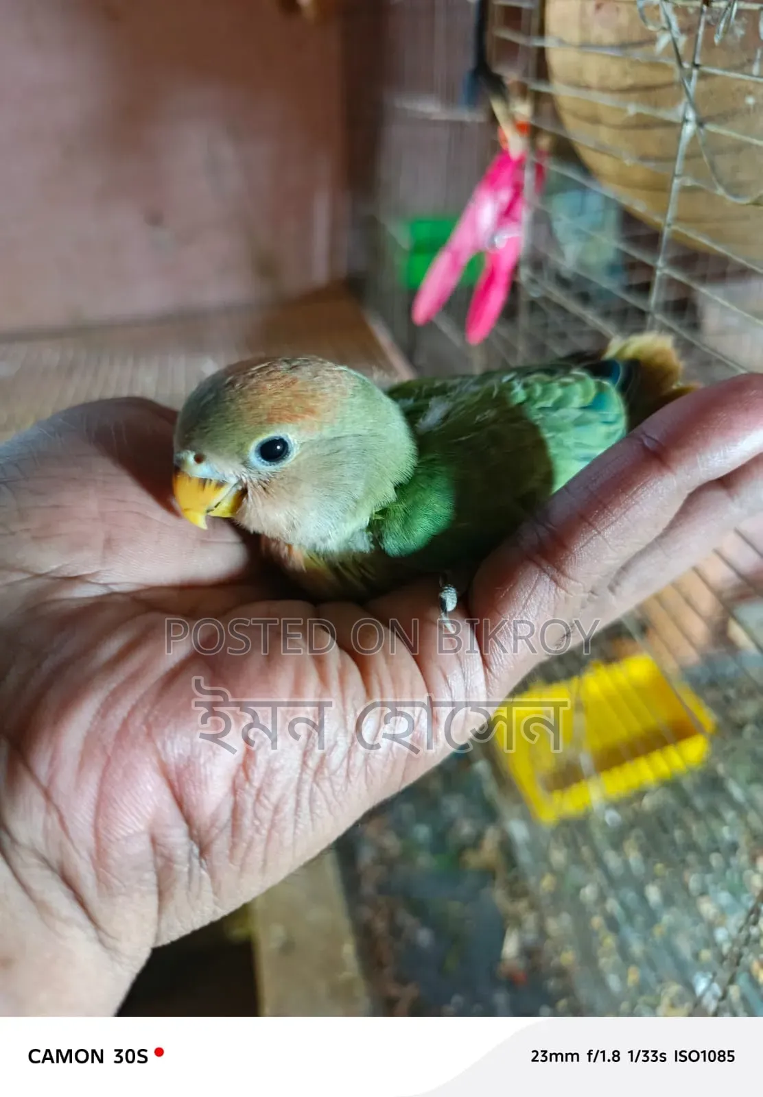 Love Bird Baby 33 Days