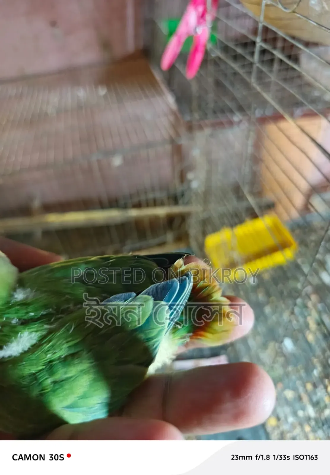 Love Bird Baby 33 Days