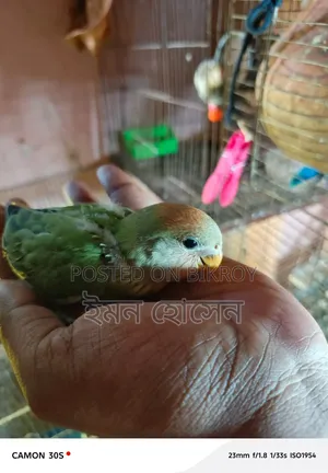 Love Bird Baby 33 Days