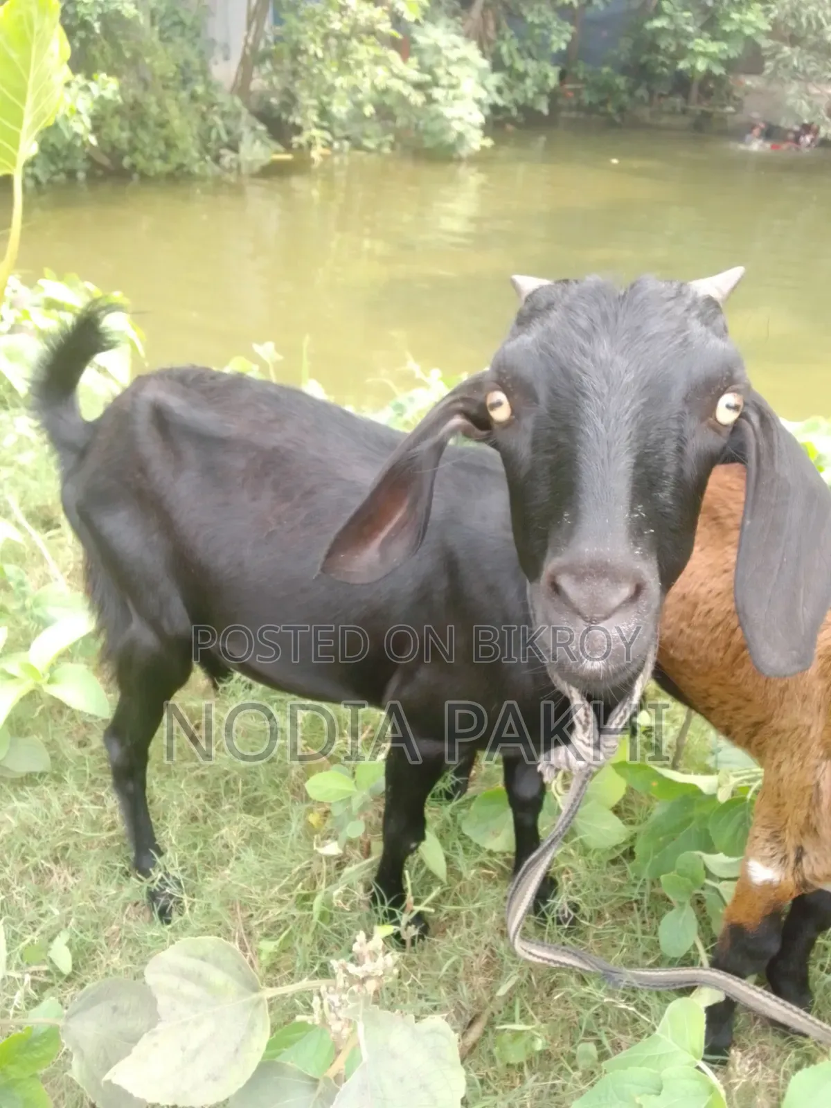 Pet Goat For Sale Deshi Black Bengal