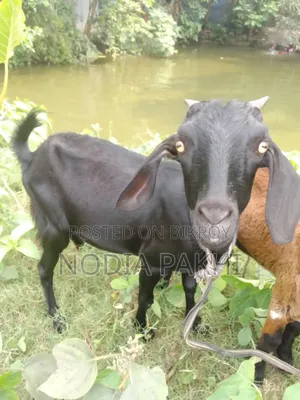 Pet Goat For Sale Deshi Black Bengal