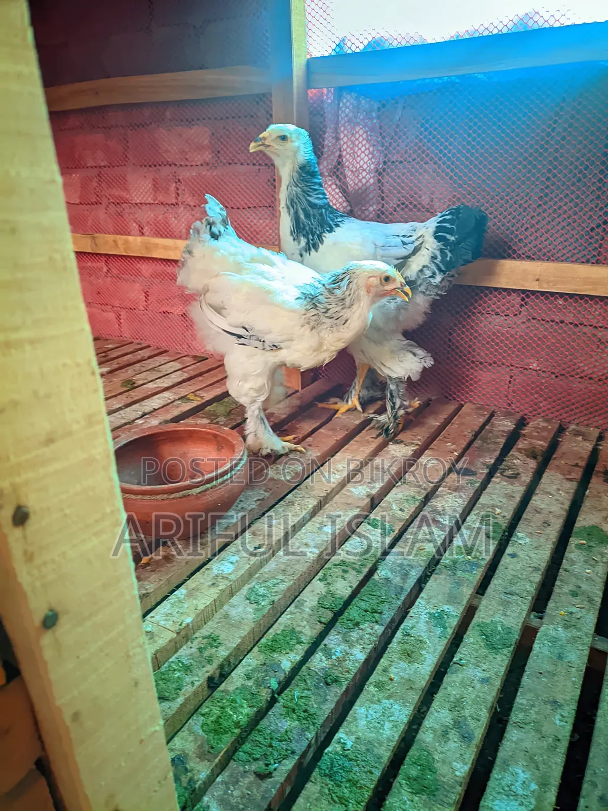 Two Brahma Chickens