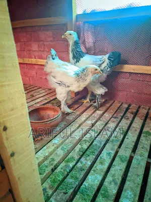 Two Brahma Chickens