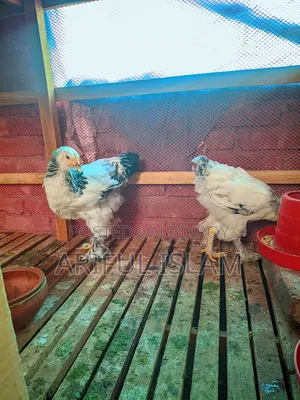 Two Brahma Chickens