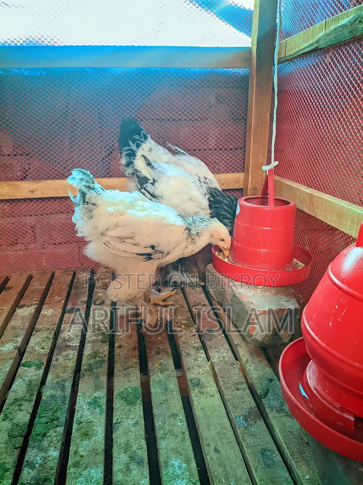 Two Brahma Chickens