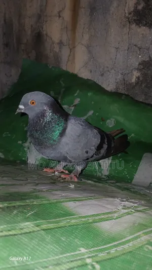 Pigeons