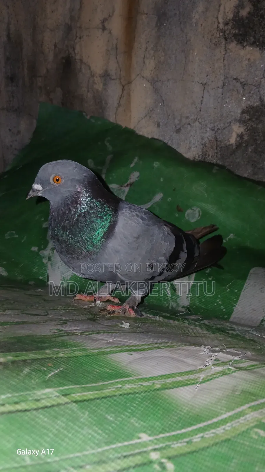 Pigeons