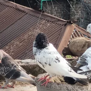 Teddy female pigeon for sale