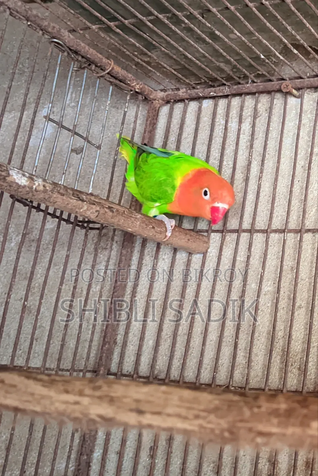 Green Opaline Fischer Possible Blue Lovebird