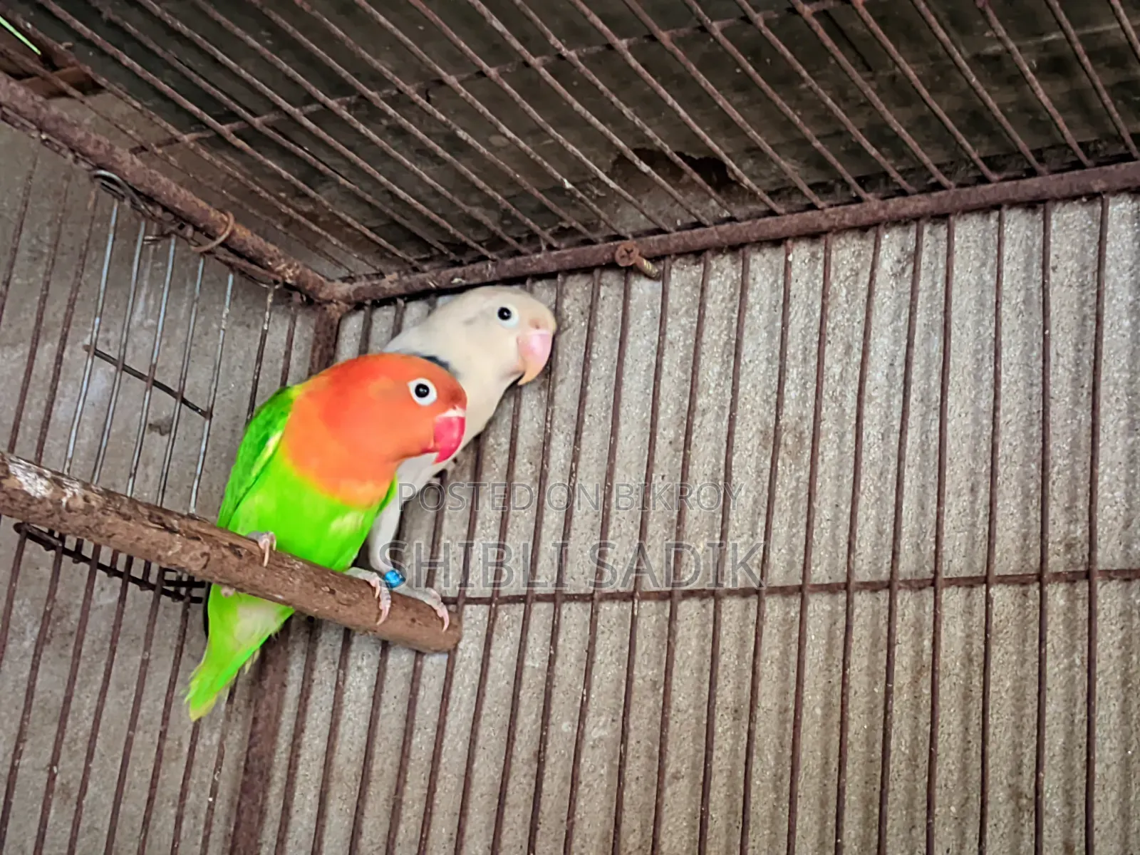 Green Opaline Fischer Possible Blue Lovebird