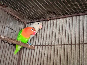 Green Opaline Fischer Possible Blue Lovebird