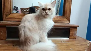 ১+ বছর বয়সী মেয়ে পার্সিয়ান বিড়াল