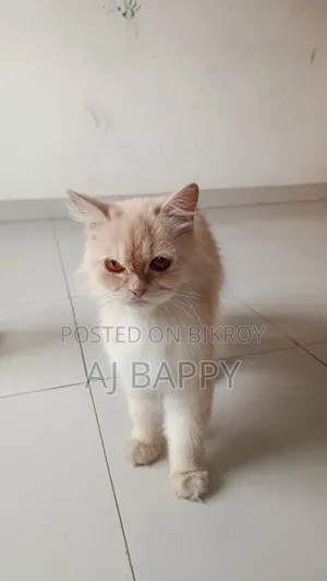 ১+ বছর বয়সী মেয়ে পার্সিয়ান বিড়াল