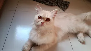 ১+ বছর বয়সী মেয়ে পার্সিয়ান বিড়াল