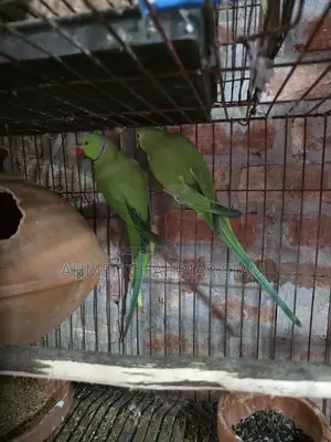 ইন্ডিয়ান রিংনেক টিয়া পাখি