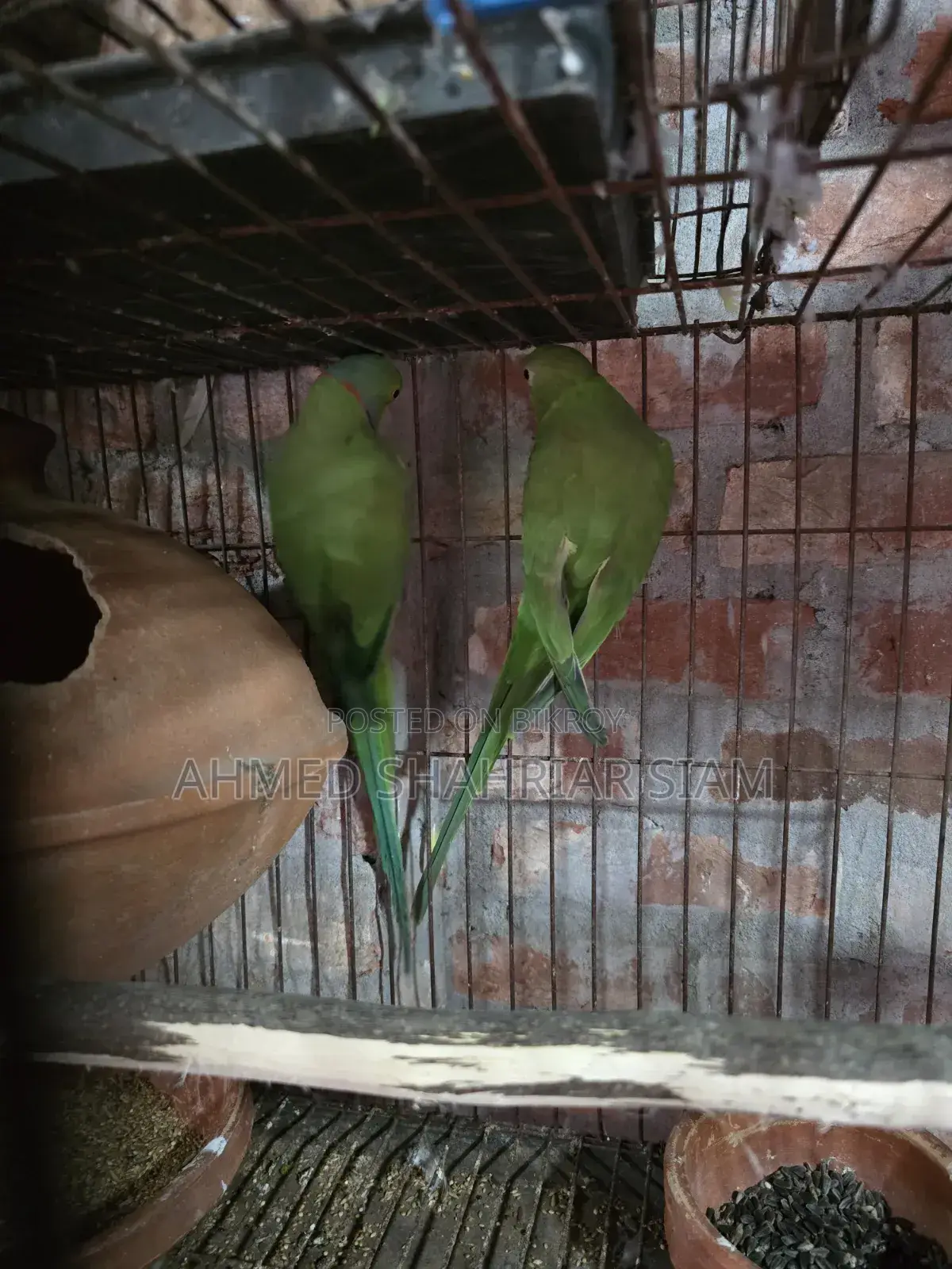 Indian Ringneck Parrot