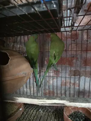 Indian Ringneck Parrot