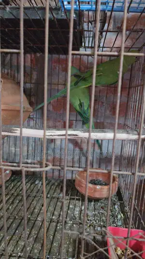 Indian Ringneck Parrot