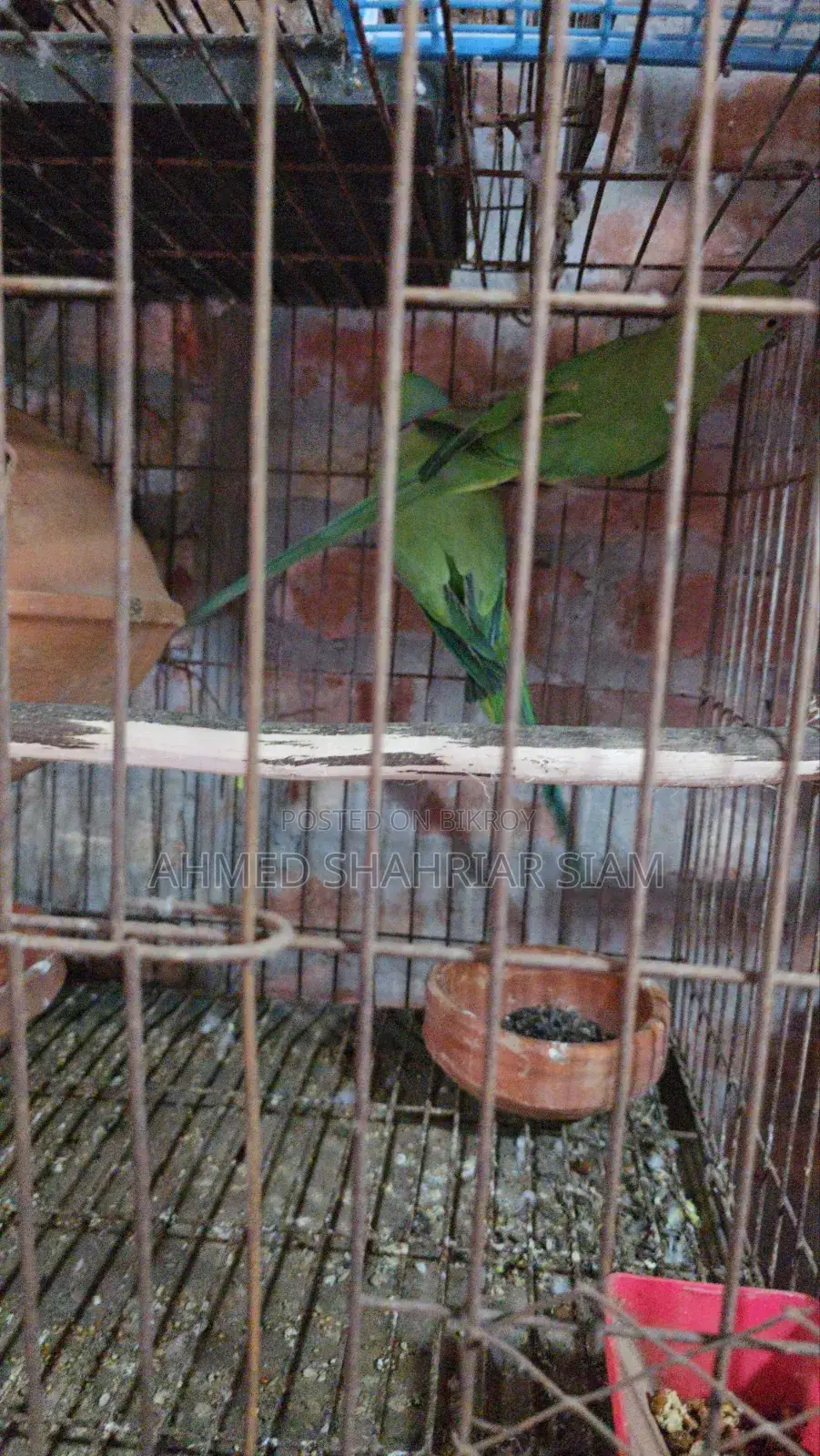 Indian Ringneck Parrot