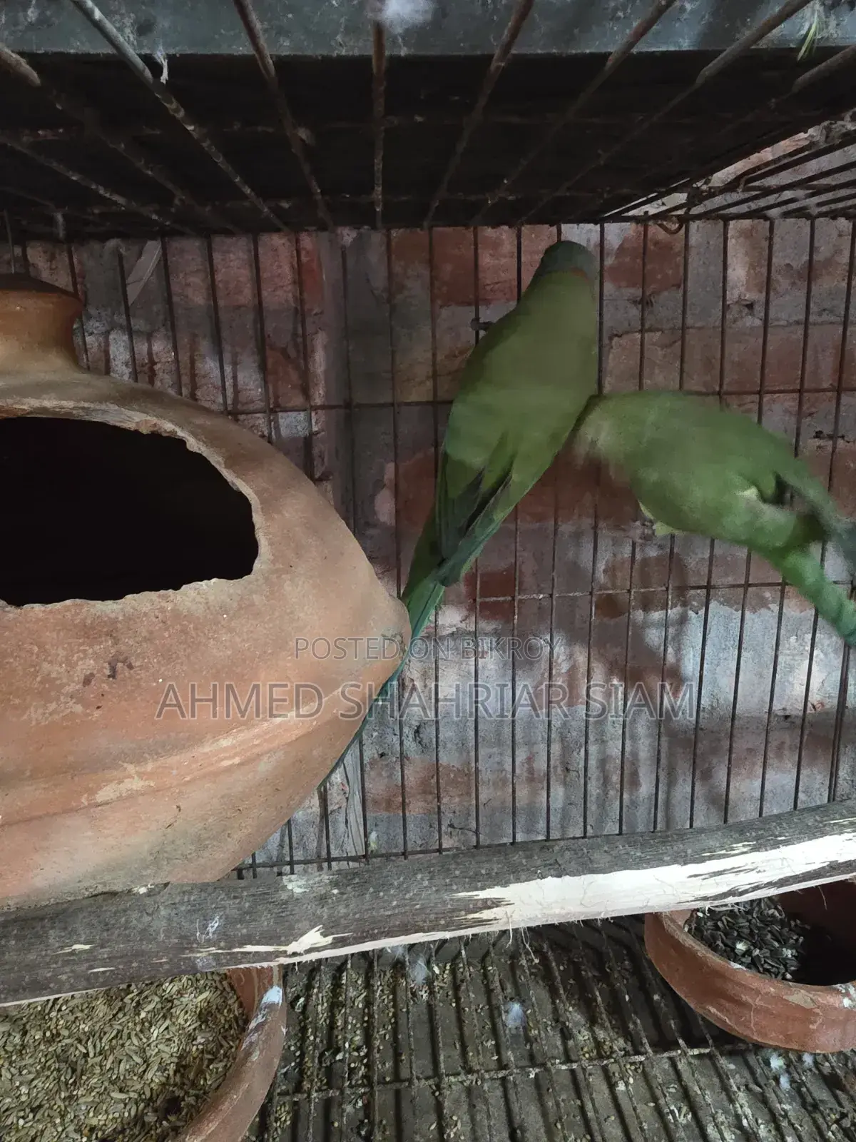 Indian Ringneck Parrot