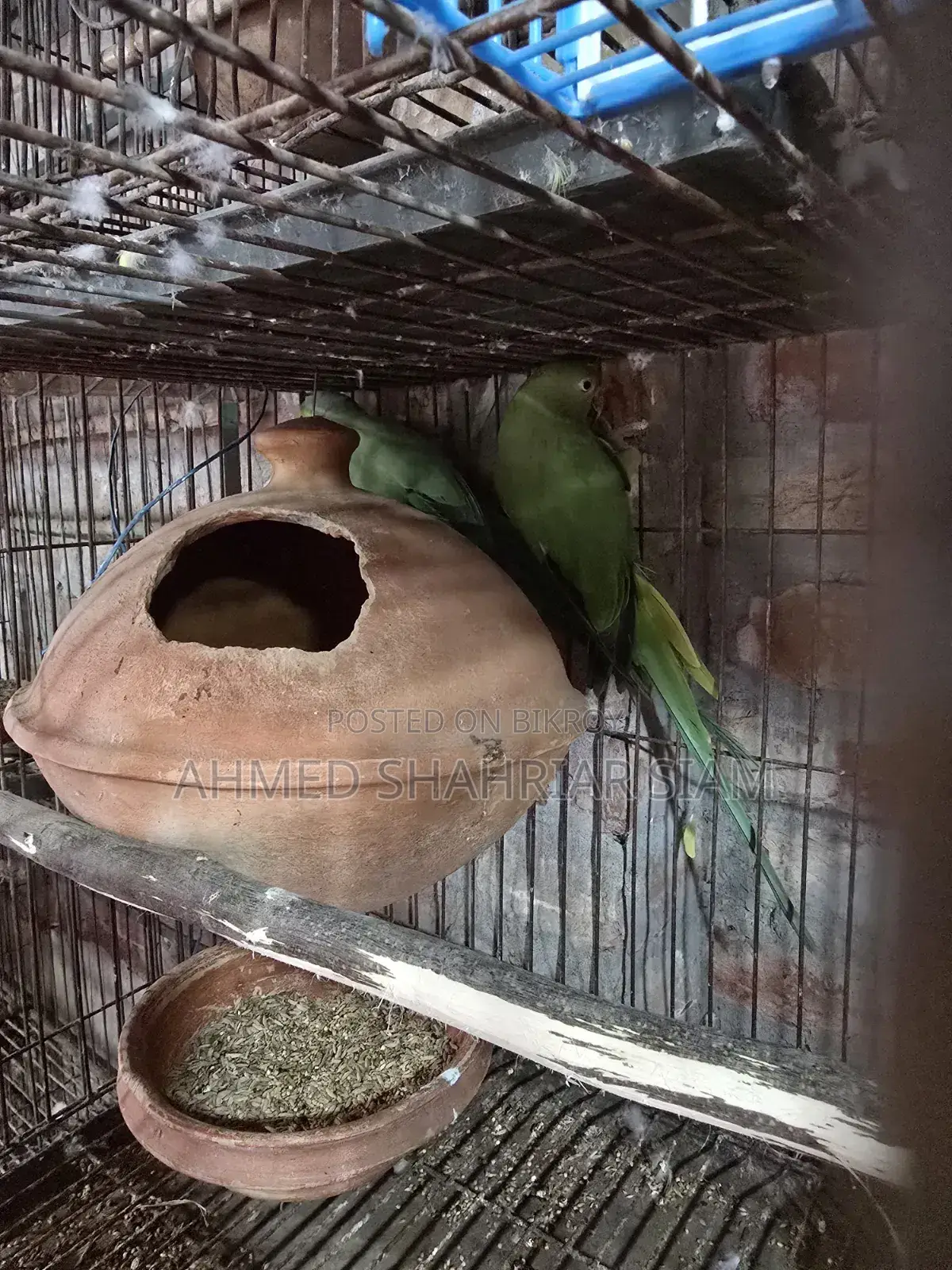 Indian Ringneck Parrot