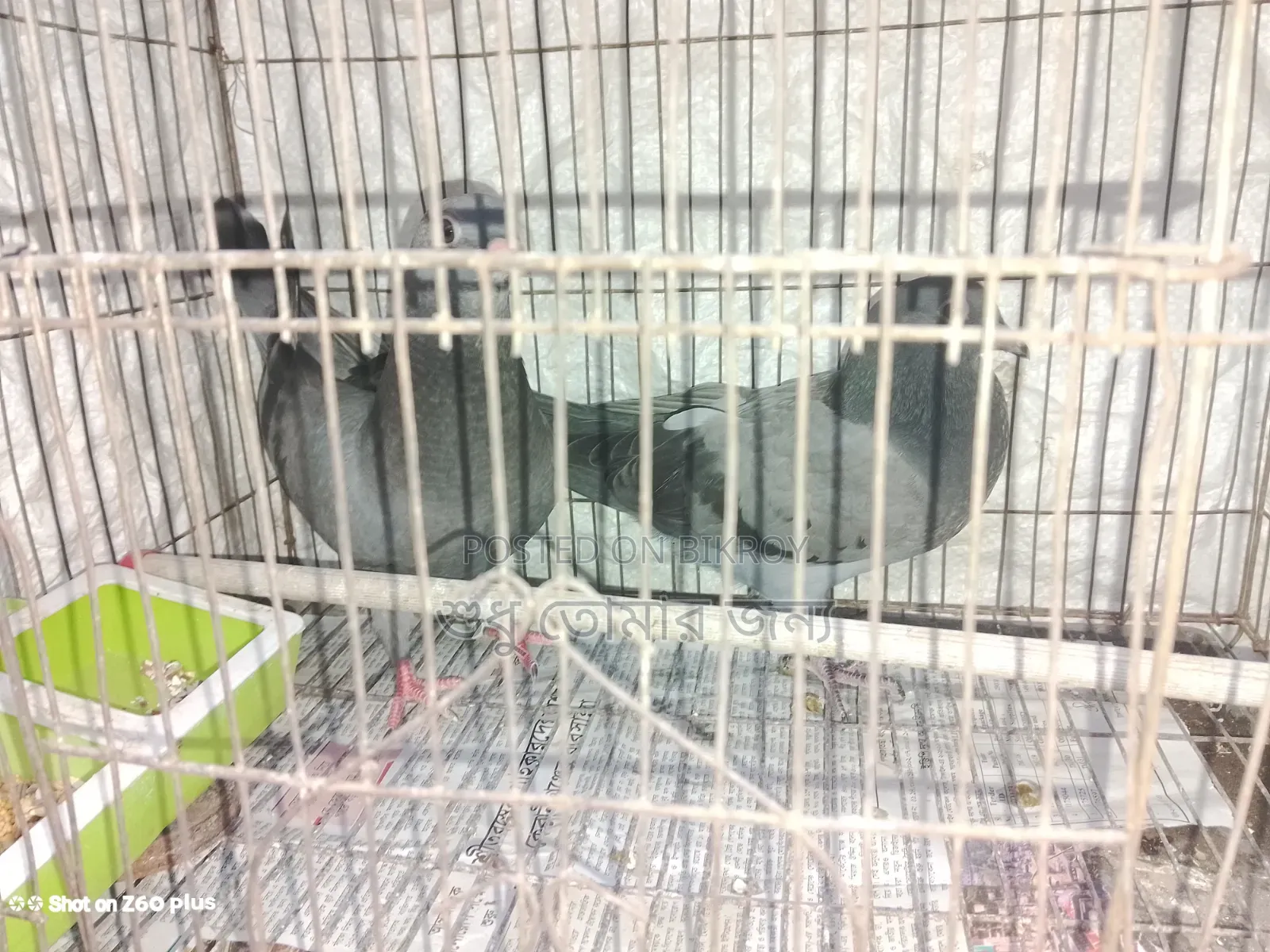 রেসার হোমা বেবি