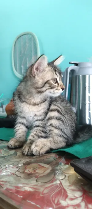 1-3 Months Male Purebred Persian