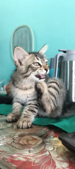 1-3 Months Male Purebred Persian