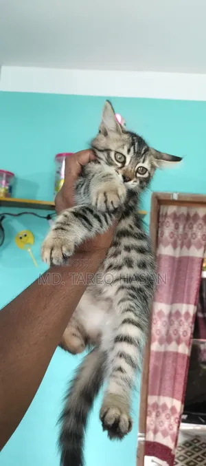 1-3 Months Male Purebred Persian
