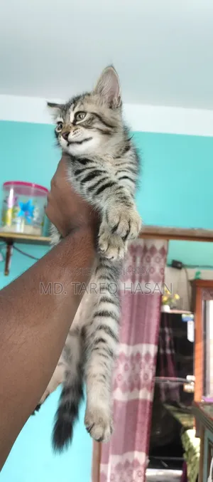 1-3 Months Male Purebred Persian