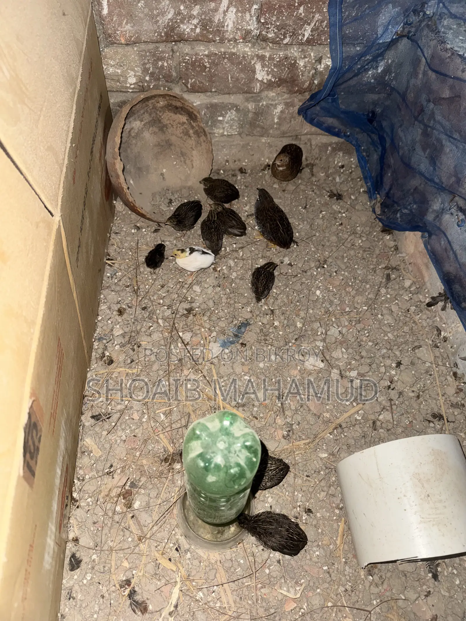 King Quail Chicks