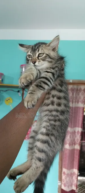 1-3 Months Male Purebred Persian