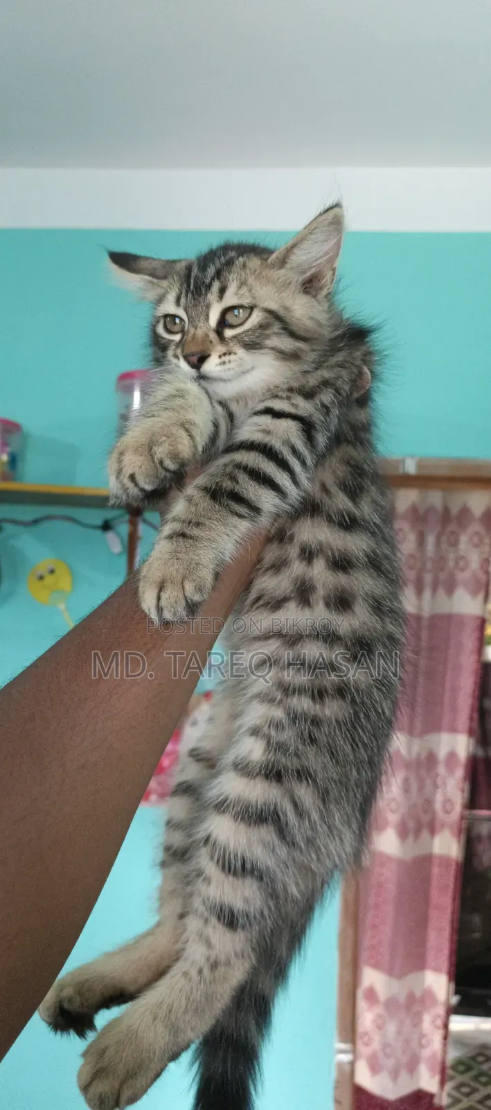 1-3 Months Male Purebred Persian