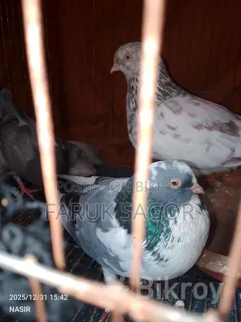Need pigeons
