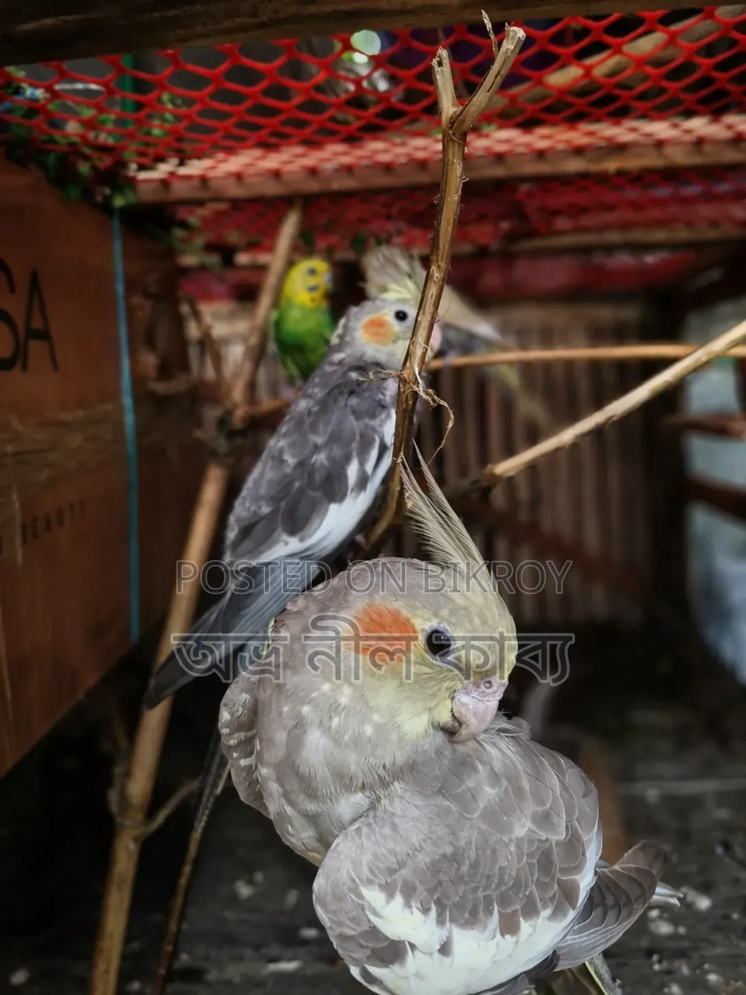 ১জোরা ককাটেল বিক্রি হবে।