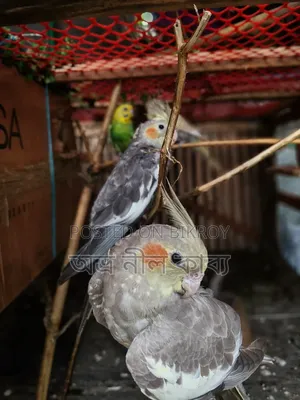 ১জোরা ককাটেল বিক্রি হবে।