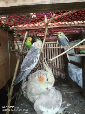 ১জোরা ককাটেল বিক্রি হবে।