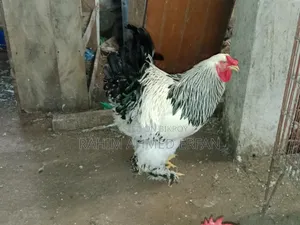 Columbia Light Brahma Chicken